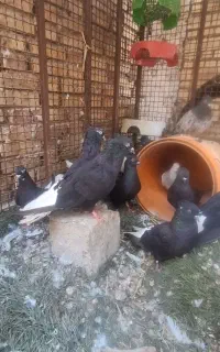 دم سفید بالادم زیر دم