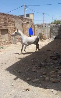 فروش کره مادیان