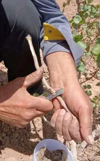 پیوندتخصصی و بار دار کردن درختان کم محصول شما