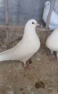 شمرونی