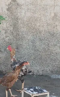 خروس لاری