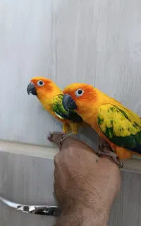 طوطی خورشیدی