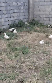 اردک پکنی گوشتی تخمگذار کاملا اورگانیک