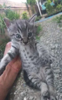 واگذاری بچه گربه