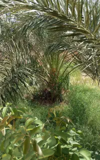 درخت گرازی