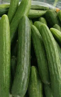 خیار تازه