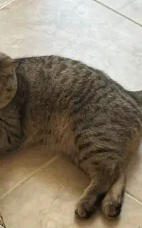 گربه نر جهت جفت گیری