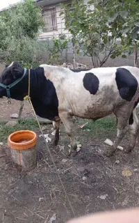 ورزا دورگه سیمینتال