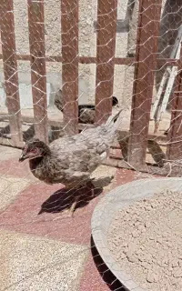 جوجه مرغ پنج ماهه