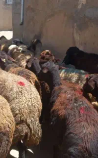 ۵۰تا گوسفند افشاری ومهربانی  دوقلوزا آبستن سنگین