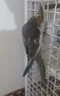 عروس هلندی