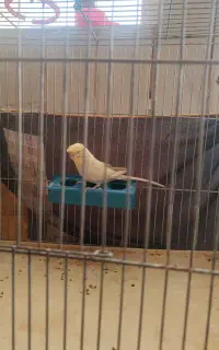 مرغ عشق