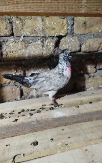 کبوتر ماده شکلاتی