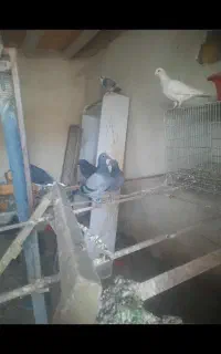 جوجه پلاکی 2026