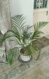 گل آپارتمانی نخل شامادورا