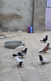 کفتر