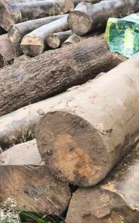 خرید و فروش انواع چوب های باغی(صنوبر و جنگلی)