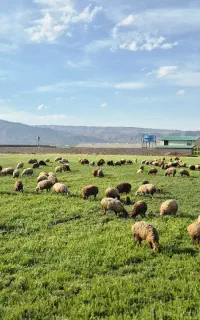 دو نفر  کارگر دامداری