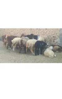 نیازمندنیروی انسانی