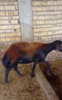 گوسفند داشتی