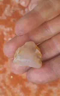 سنگ طلایی