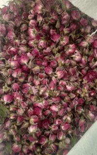 گل محمدی