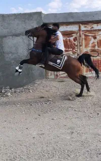 اسب سیلمی