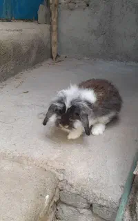 خرگوش لوپ نر سرحالو خوشگل