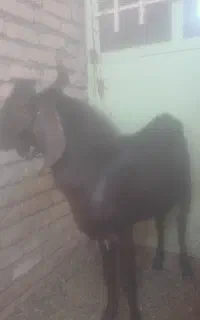 چاووش تکه