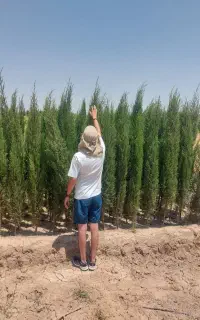 فروش سرو وکاج