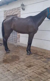مادیان دوخون