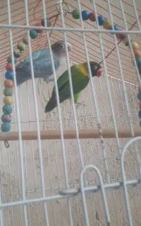 کوتوله برزیلی