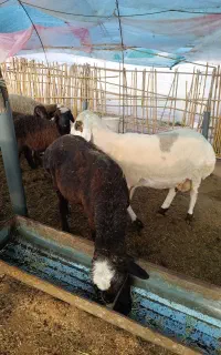 بره نر