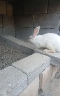 خرگوش