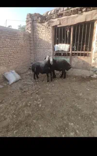 شیشک قصرسه ساله