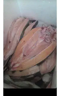 ماهی قزل پاک کرده