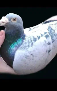 نداشتن جای کافی