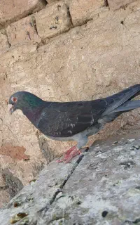 کبوتر پلاکی و کفپوش و وسایل پراید