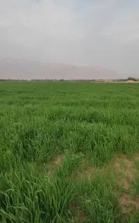 گندم آفتاب