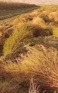 جارو فراشی