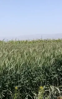 خسیل آماده برداشت