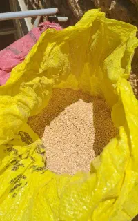 گندم بومی
