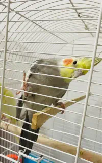 عروس هلندی گمشده