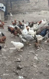 خروس بزرگ ، خروس کوچیک و اردک محلی