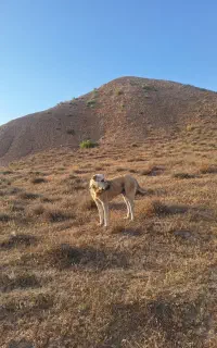 جفت سگ گله