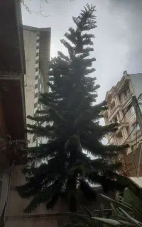 کاج مطبق ۶متری
