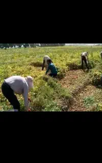 کارگر لوبیا چین هستیم با ادب