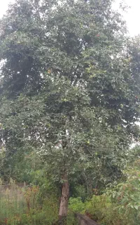 درخت میوه گلدانی و زمینی