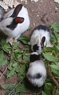 بچه خرگوش