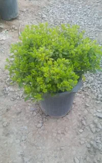 بخدمات باغبانی